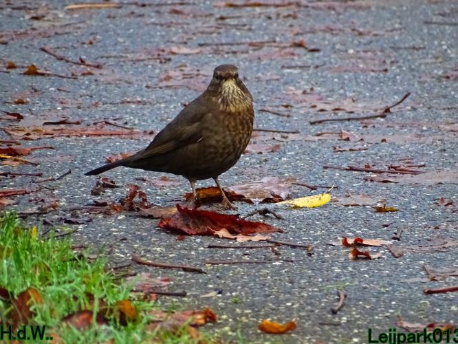 Leijpark013  1 &amp; 2 &amp; 3 &amp; 4 december 2022 