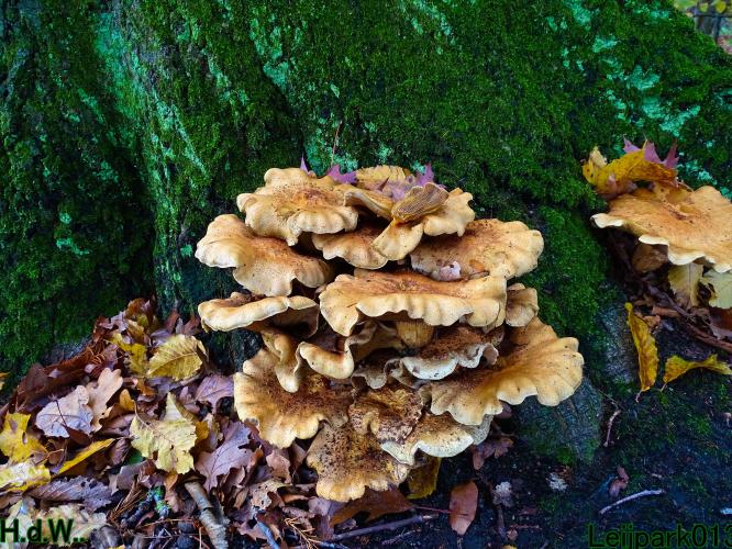 Leijpark013  1 &amp; 2 &amp; 3 &amp; 4 december 2022 