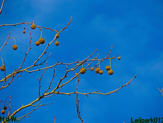 Leijpark013  1 &amp; 2 &amp; 3 &amp; 4 december 2022 