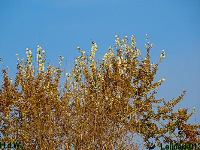 Leijpark013  1 &amp; 2 &amp; 3 &amp; 4 december 2022 