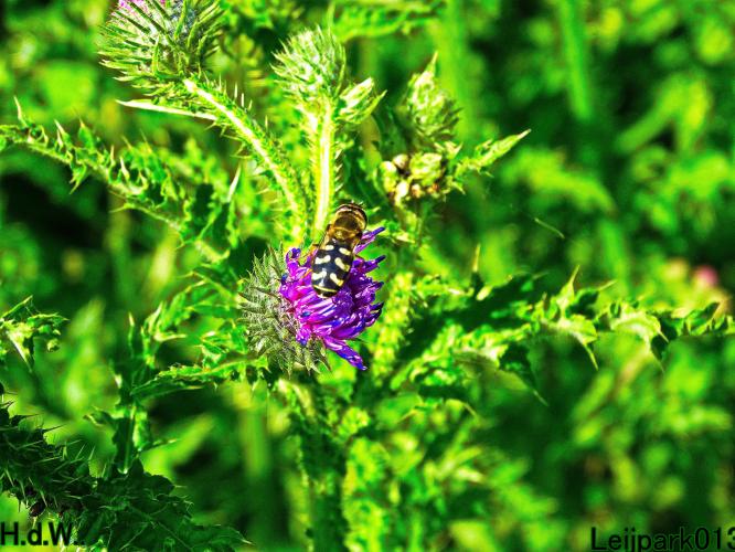 Leijpark013 Gele halvemaanzweefvlieg