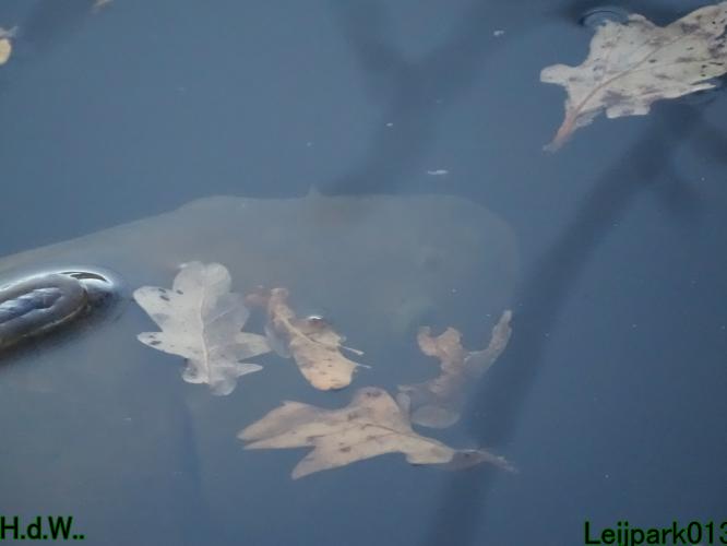 Leijpark013 21 &amp; 22 &amp; 23 &amp; 24 december 2022 