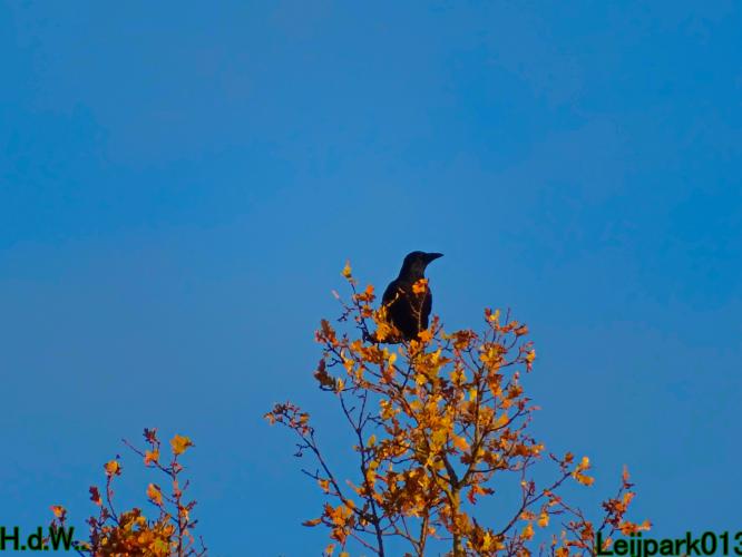 Leijpark013 21 &amp; 22 &amp; 23 &amp; 24 december 2022 