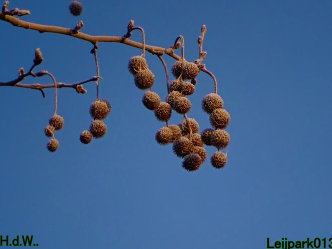 Leijpark013 21 &amp; 22 &amp; 23 &amp; 24 december 2022 