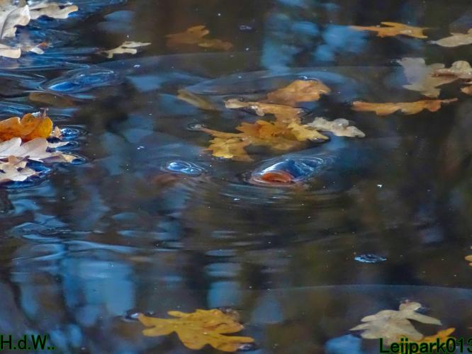 Leijpark013 21 &amp; 22 &amp; 23 &amp; 24 december 2022 