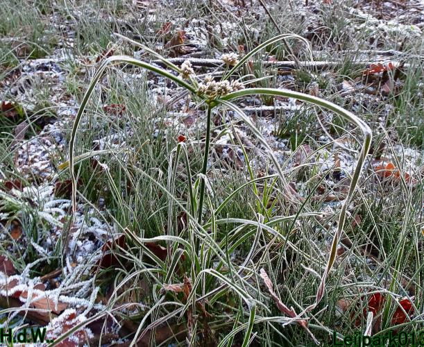 Leijpark013 21 &amp; 22 &amp; 23 &amp; 24 december 2022 