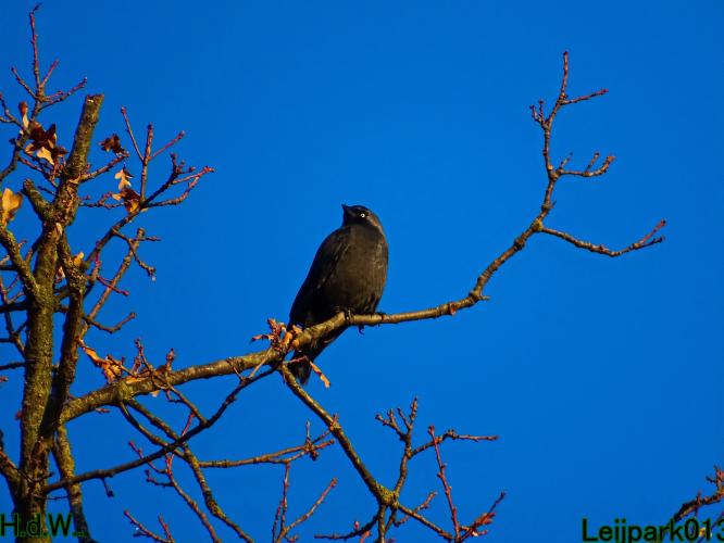 Leijpark013 21 &amp; 22 &amp; 23 &amp; 24 december 2022 