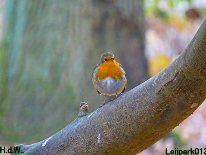 Leijpark013 21 &amp; 22 &amp; 23 &amp; 24 december 2022 