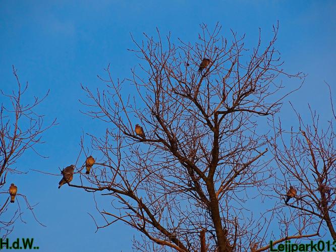 Leijpark013 21 &amp; 22 &amp; 23 &amp; 24 december 2022 