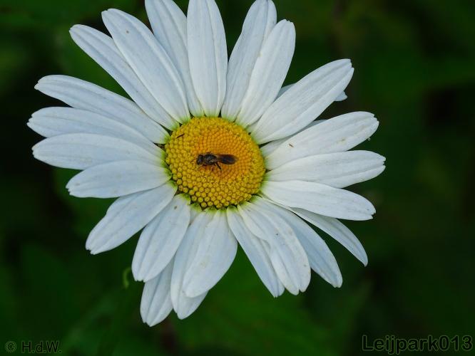 Leijpark013  Blauwe ertsbij. 