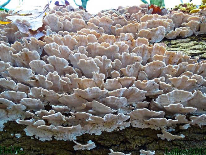 Leijpark013 1 &amp; 2 &amp; 3 &amp; 4 januari 2023 