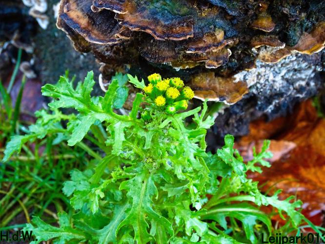 Leijpark013 1 &amp; 2 &amp; 3 &amp; 4 januari 2023 