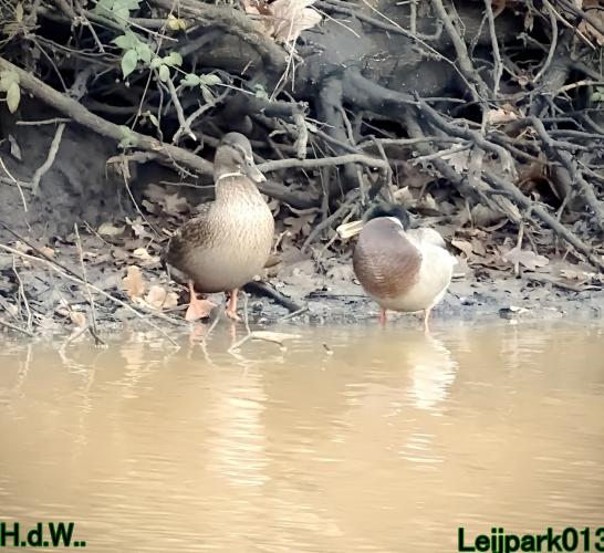 Leijpark013 1 &amp; 2 &amp; 3 &amp; 4 januari 2023 