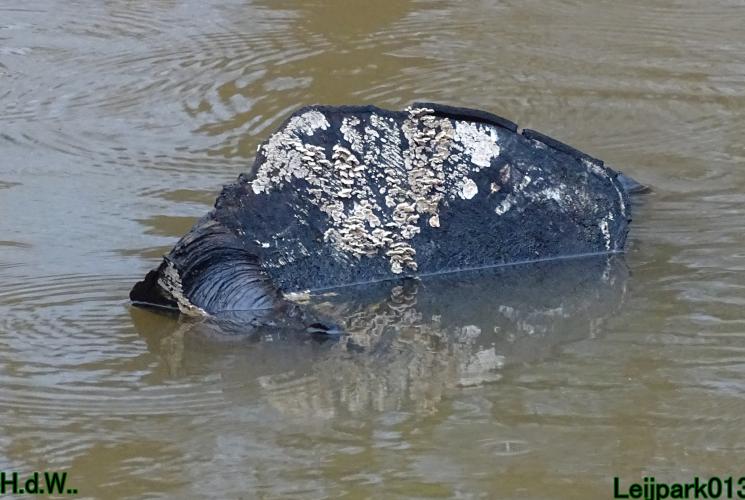 Leijpark013 1 &amp; 2 &amp; 3 &amp; 4 januari 2023 