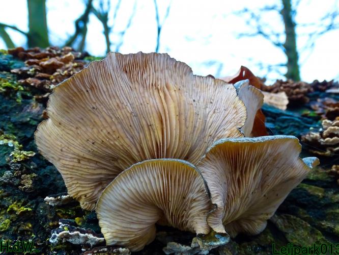 Leijpark013 1 &amp; 2 &amp; 3 &amp; 4 januari 2023 