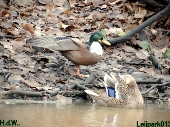 Leijpark013 1 &amp; 2 &amp; 3 &amp; 4 januari 2023 