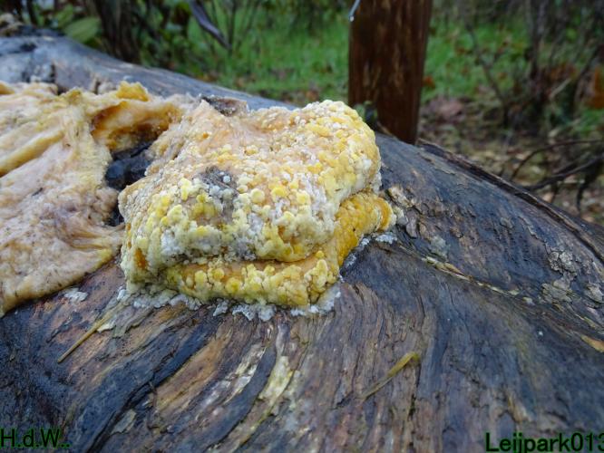 Leijpark013 1 &amp; 2 &amp; 3 &amp; 4 januari 2023 