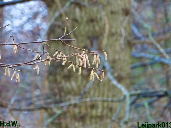 Leijpark013 1 &amp; 2 &amp; 3 &amp; 4 januari 2023 