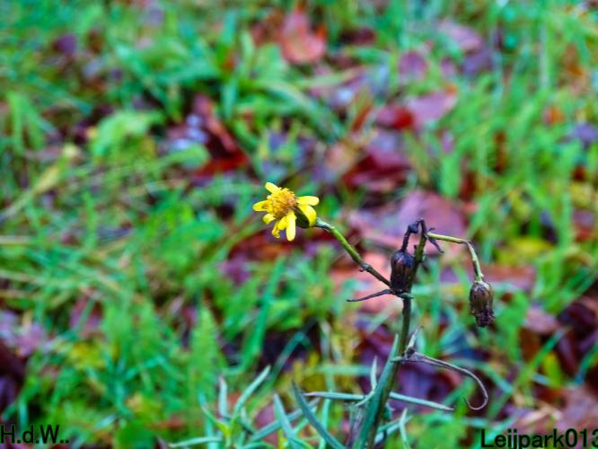 Leijpark013 1 &amp; 2 &amp; 3 &amp; 4 januari 2023 
