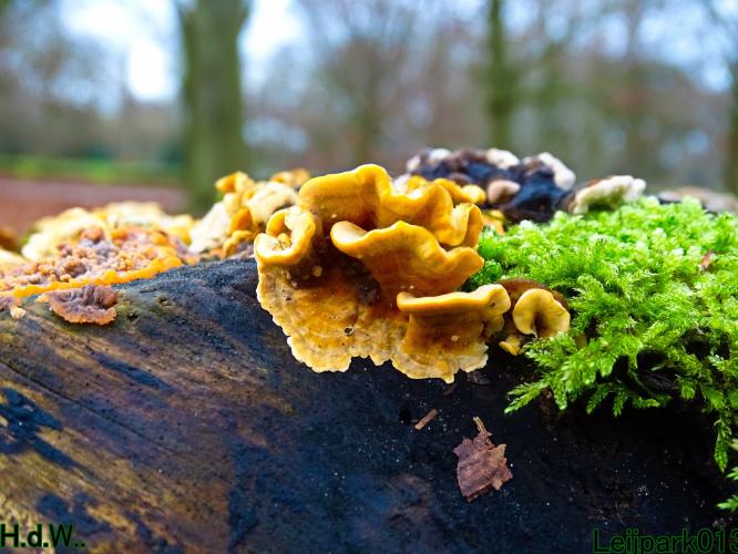 Leijpark013 1 &amp; 2 &amp; 3 &amp; 4 januari 2023 