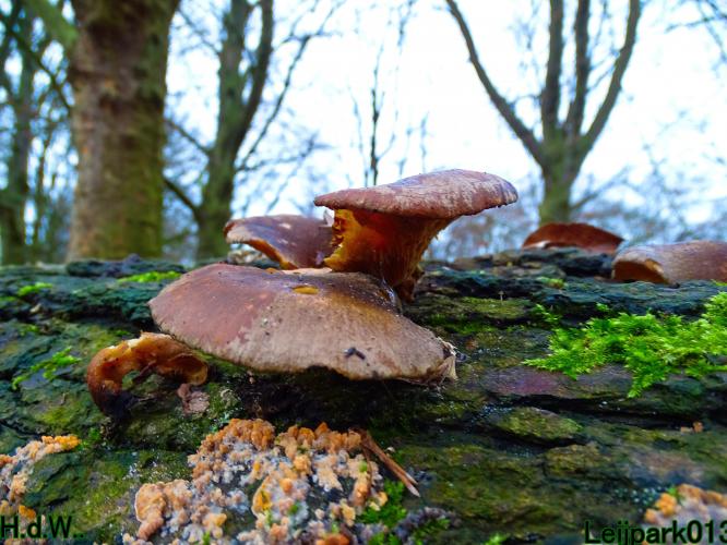 Leijpark013 1 &amp; 2 &amp; 3 &amp; 4 januari 2023 