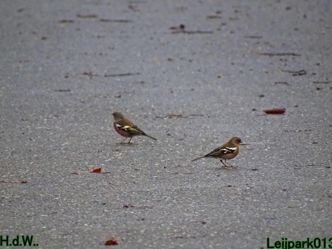 Leijpark013 1 &amp; 2 &amp; 3 &amp; 4 januari 2023 