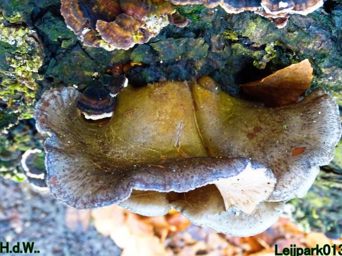 Leijpark013 1 &amp; 2 &amp; 3 &amp; 4 januari 2023 