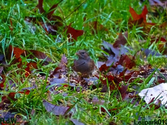 Leijpark013 1 &amp; 2 &amp; 3 &amp; 4 januari 2023 