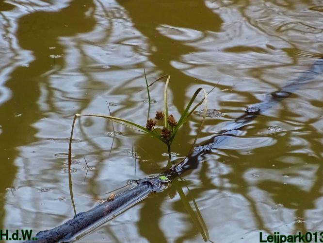 Leijpark013 1 &amp; 2 &amp; 3 &amp; 4 januari 2023 