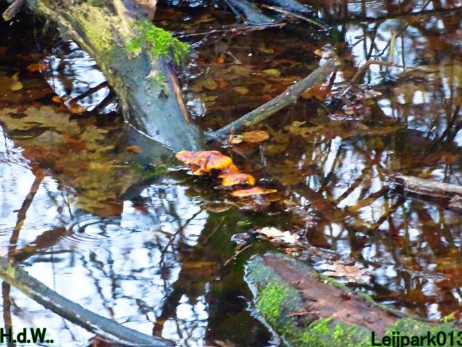 Leijpark013 1 &amp; 2 &amp; 3 &amp; 4 januari 2023 