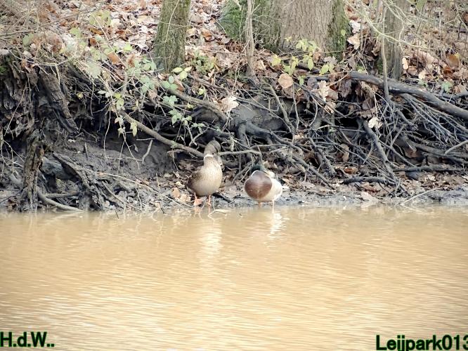 Leijpark013 1 &amp; 2 &amp; 3 &amp; 4 januari 2023 