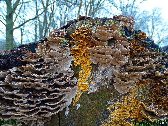 Leijpark013 1 &amp; 2 &amp; 3 &amp; 4 januari 2023 