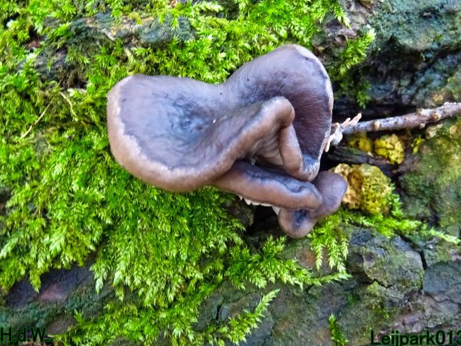 Leijpark013 1 &amp; 2 &amp; 3 &amp; 4 januari 2023 