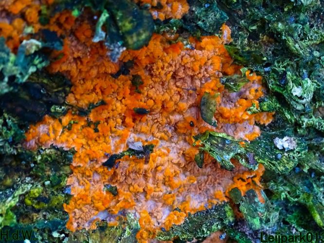 Leijpark013 Oranje aderzwam