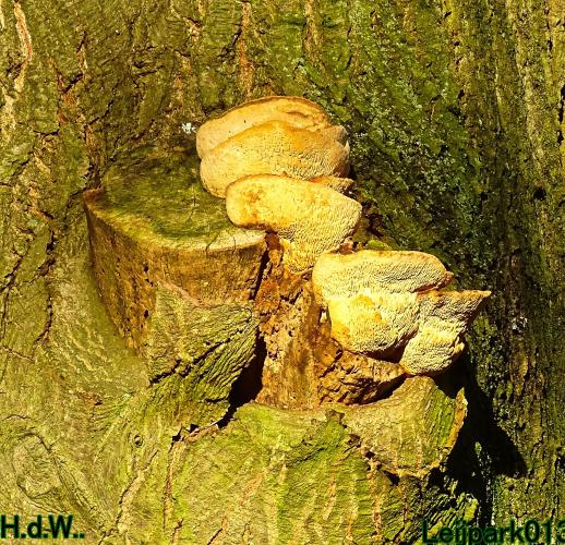 Leijpark013 9 &amp; 10 &amp; 11 &amp; 12 januari 2023 