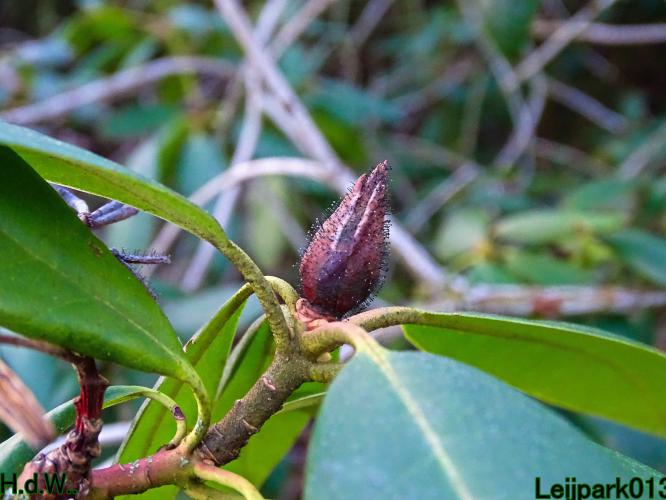 Leijpark013 9 &amp; 10 &amp; 11 &amp; 12 januari 2023 