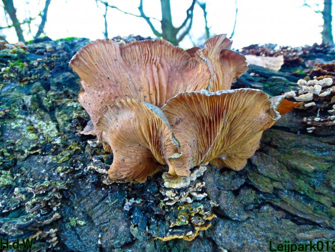 Leijpark013 9 &amp; 10 &amp; 11 &amp; 12 januari 2023 