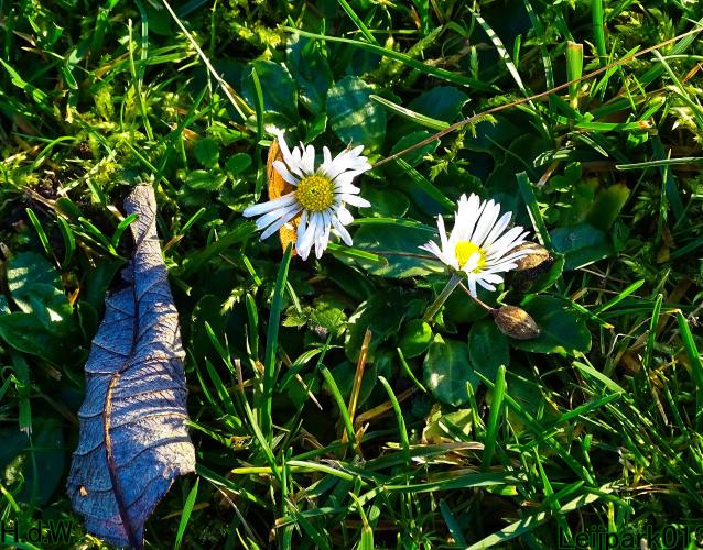 Leijpark013 9 &amp; 10 &amp; 11 &amp; 12 januari 2023 