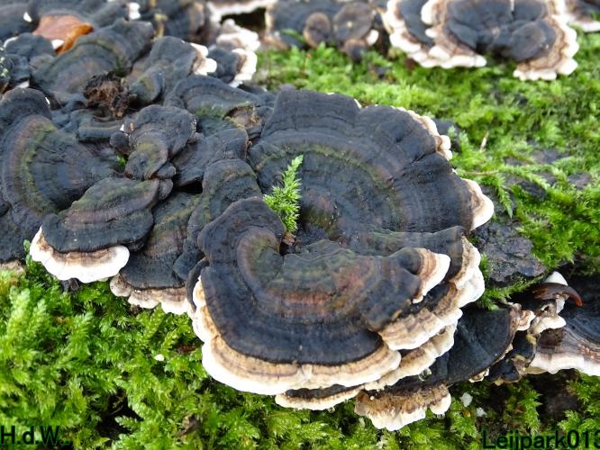 Leijpark013 9 &amp; 10 &amp; 11 &amp; 12 januari 2023 