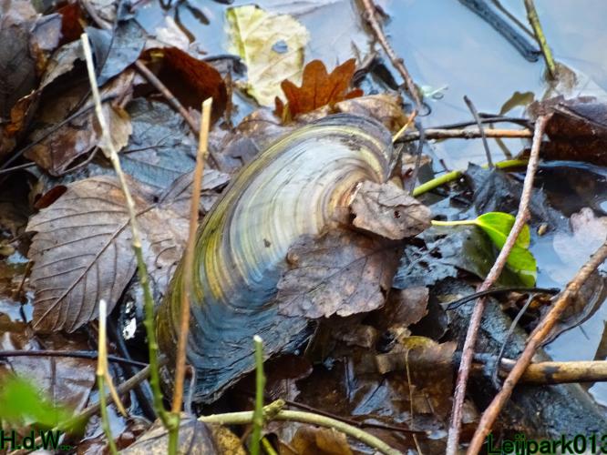 Leijpark013 9 &amp; 10 &amp; 11 &amp; 12 januari 2023 