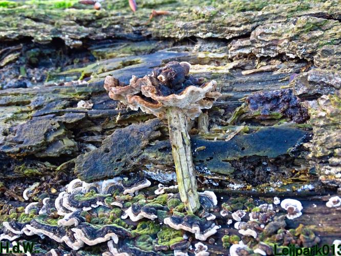 Leijpark013 9 &amp; 10 &amp; 11 &amp; 12 januari 2023 