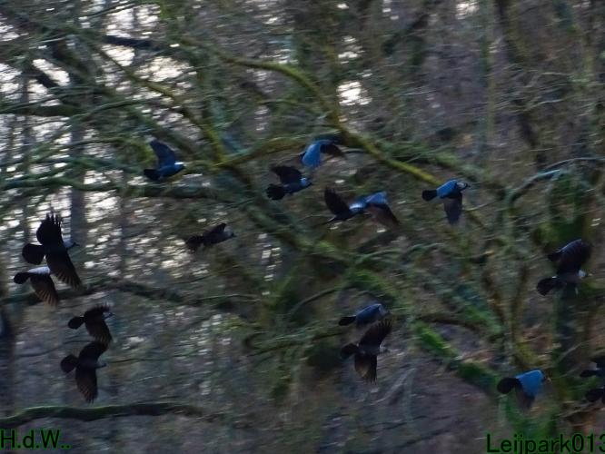 Leijpark013 9 &amp; 10 &amp; 11 &amp; 12 januari 2023 