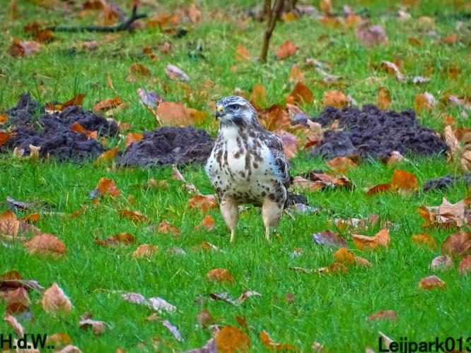 Leijpark013 9 &amp; 10 &amp; 11 &amp; 12 januari 2023 