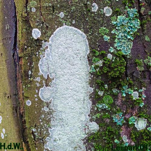 Leijpark013 9 &amp; 10 &amp; 11 &amp; 12 januari 2023 