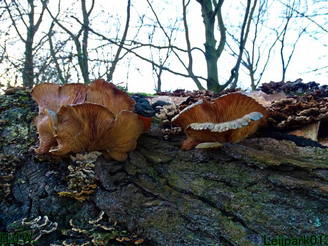 Leijpark013 9 &amp; 10 &amp; 11 &amp; 12 januari 2023 