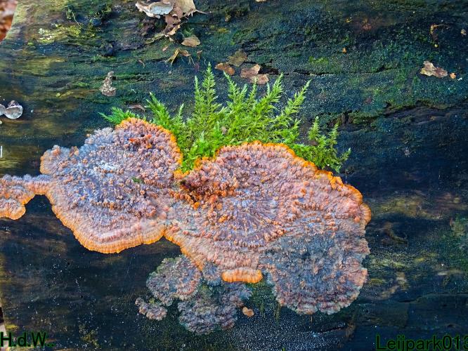 Leijpark013 9 &amp; 10 &amp; 11 &amp; 12 januari 2023 