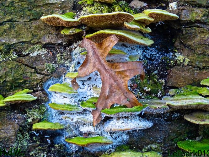 Leijpark013 9 &amp; 10 &amp; 11 &amp; 12 januari 2023 