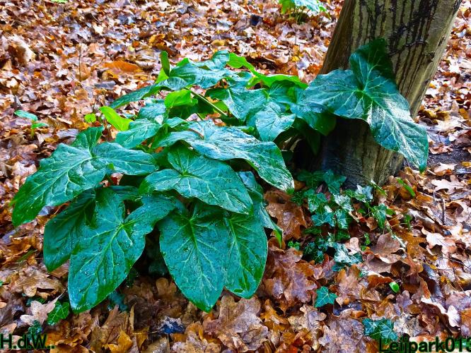 Leijpark013 9 &amp; 10 &amp; 11 &amp; 12 januari 2023 