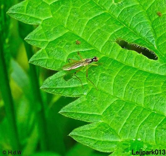 Leijpark013 Spillebeenvlieg