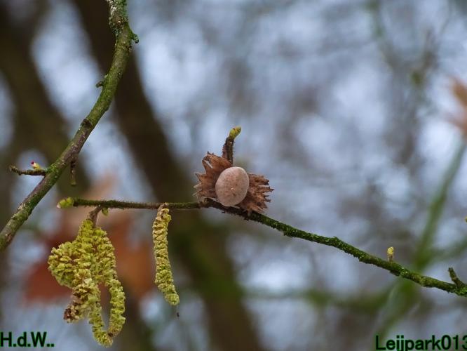 Leijpark013  21 &amp; 22 &amp; 23 &amp; 24 januari 2023 